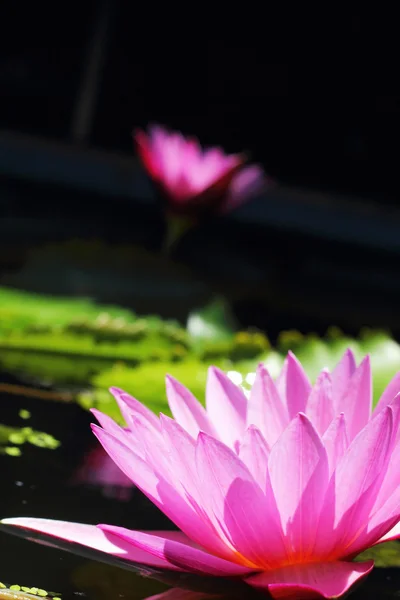 Flor de lótus - flor rosa — Fotografia de Stock