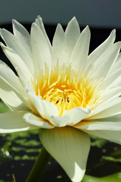 Lotus blomma - vit blomma. — Stockfoto