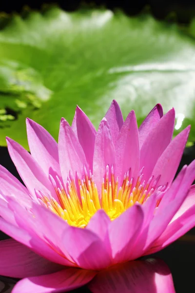 Lotus bloem - roze bloem — Stockfoto