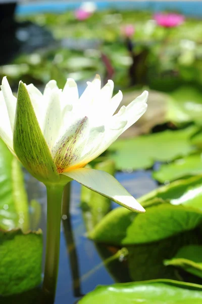 Lotusblume - weiße Blume. — Stockfoto