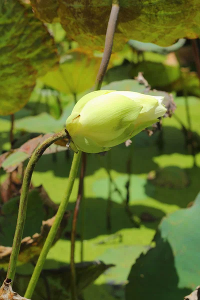 Flor de loto - flor blanca . —  Fotos de Stock