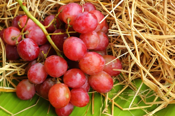 Grape fruit. — Stock Photo, Image