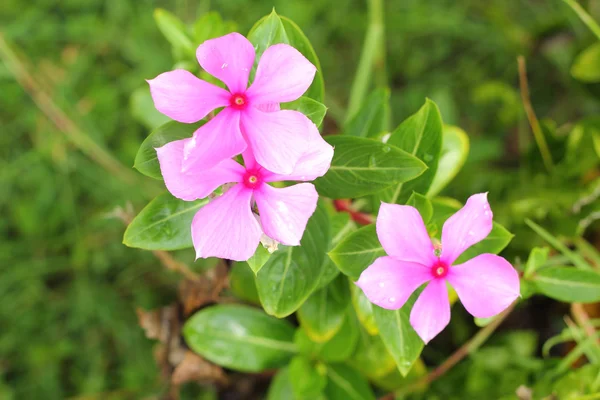 Madagaskar periwinkle - rosa blomma — Stockfoto