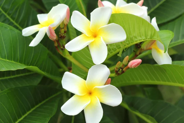 Plumeria white - white flowers. — Stock Photo, Image