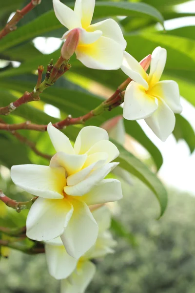 Plumeria white - white flowers. — Stock Photo, Image