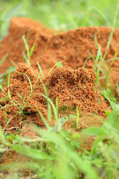 Ants nest — Stock Photo, Image