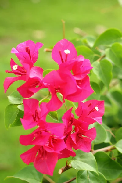 花盛りのブーゲンビリア - ピンクの花 — ストック写真