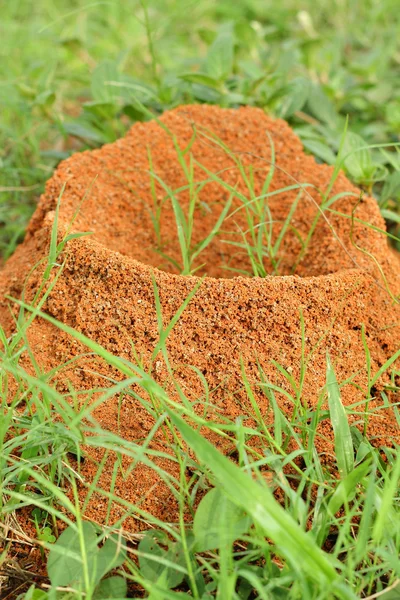 Gniazda mrówek — Zdjęcie stockowe