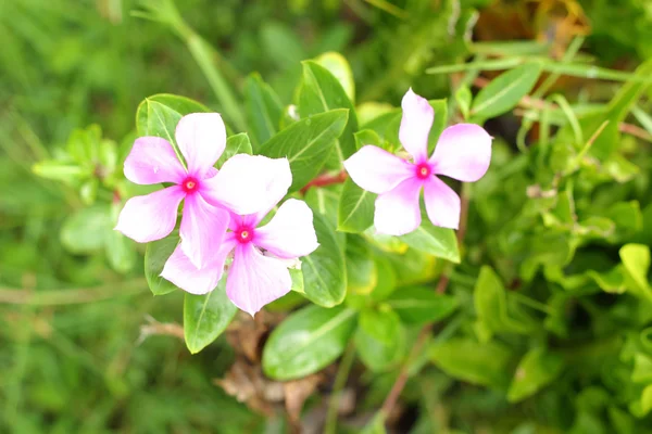 Квітка Барвінок Мадагаскару - рожевий — стокове фото