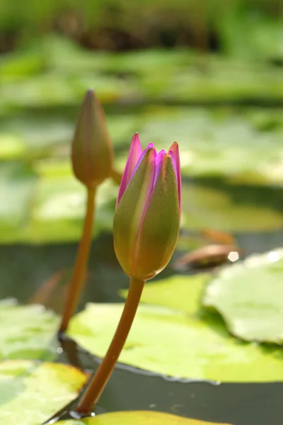 Kwiat lotosu kwiat - fioletowy — Zdjęcie stockowe