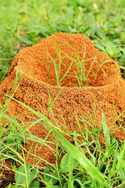 Mieren nest — Stockfoto