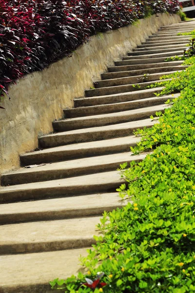 Subiendo la escalera hacia el árbol . — Foto de Stock