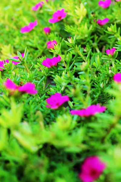 Gemeiner Portulak - lila und rosa Blüten. — Stockfoto