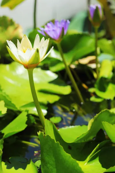 Lotusblume - weiße Blume. — Stockfoto