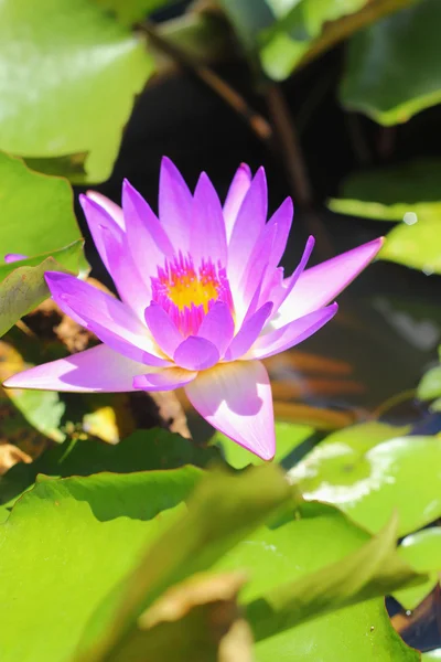 Lotus blomma - lila blomma — Stockfoto