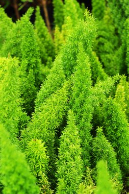 Fern - yeşil yaprakları.