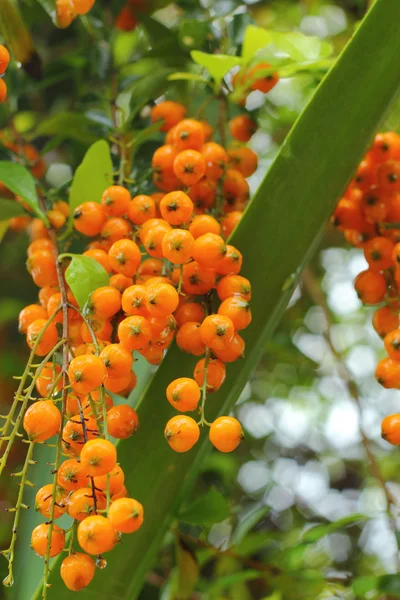 Verbenaceae - sarı çiçek. — Stok fotoğraf