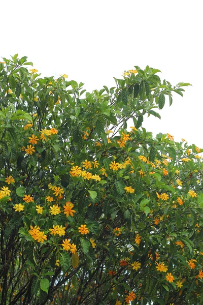 Erva de girassol mexicana - flor amarela — Fotografia de Stock
