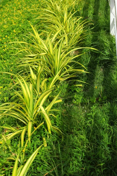 Grüner Garten. — Stockfoto