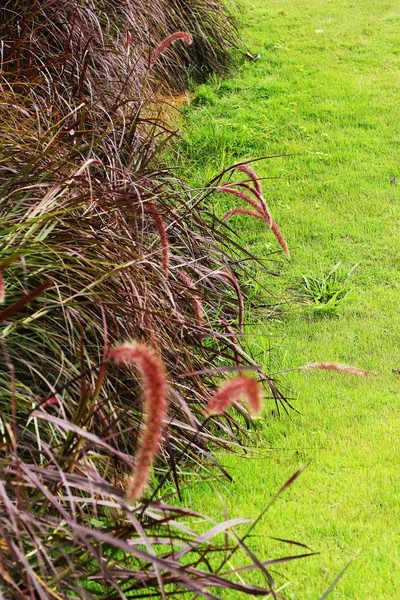 Flower of grass. — Stock Photo, Image