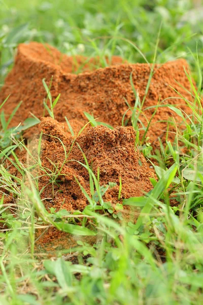 Ninho de formigas — Fotografia de Stock