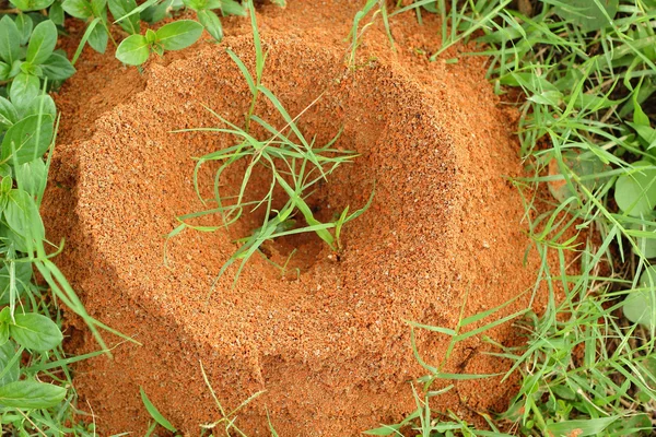 Ninho de formigas — Fotografia de Stock