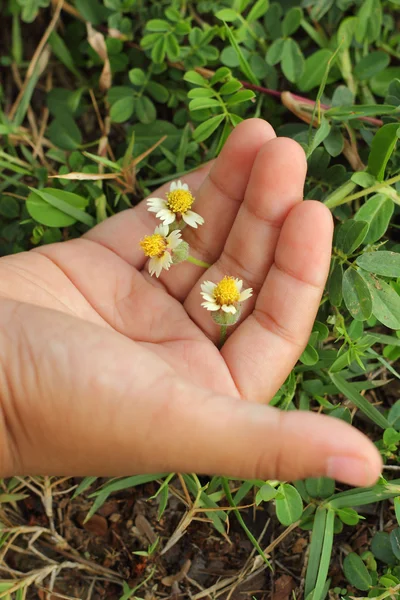 Witte bloemen - in de handen van kinderen. — Stockfoto