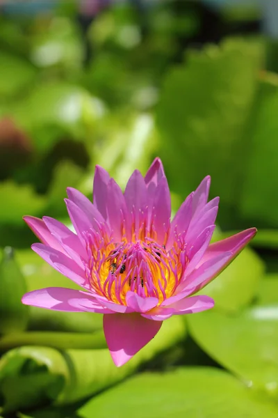 Lotus flower - purple flower — Stock Photo, Image