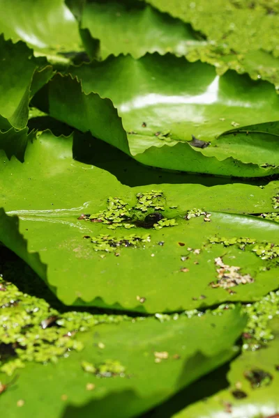 Lotus leaves - green leaves. — Stock Photo, Image