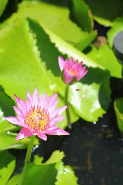 Flor de lótus - flor rosa — Fotografia de Stock