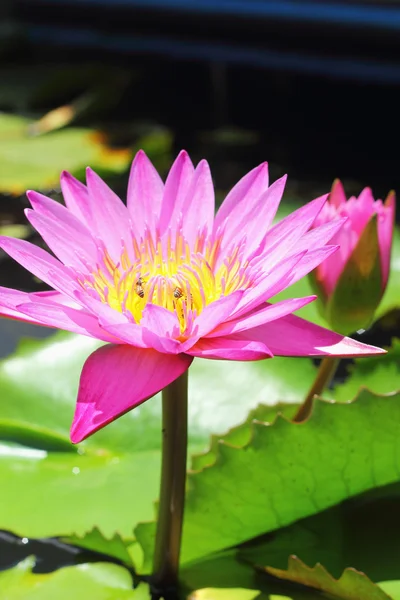 Fleur de lotus - fleur rose — Photo