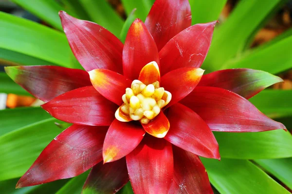 bromeliad çiçekler