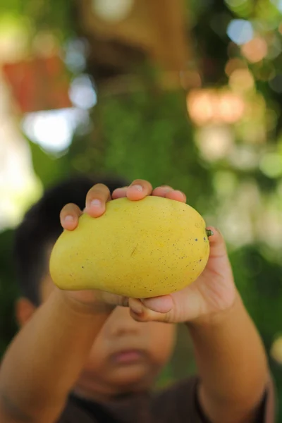 Boy holding a ripe mango fruit. — Stock Photo, Image