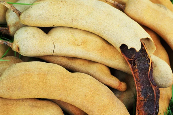 Fruta madura de tamarindo sobre hierba — Foto de Stock