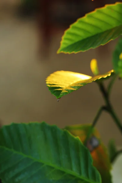 Green leaves - with light percussion. — Stock Photo, Image