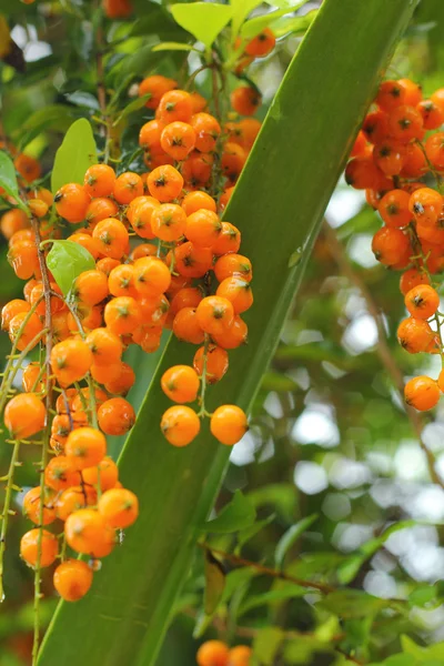 Verbenaceae - sarı çiçek. — Stok fotoğraf