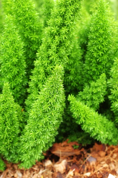 Папороть - зелене листя . — стокове фото