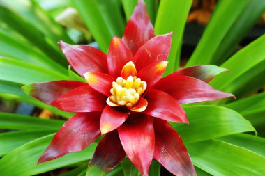 bromeliad çiçekler