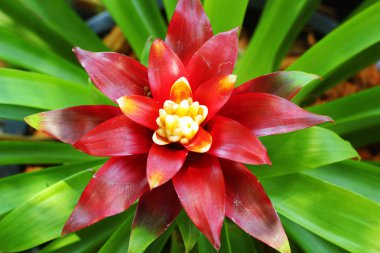 bromeliad çiçekler