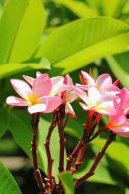 Frangipani çiçek - pembe çiçek