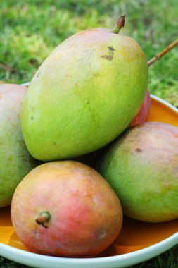 Yeşil çimenlerin üzerinde olgun mango