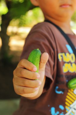 Salatalık - taze tutan çocuk sebze.