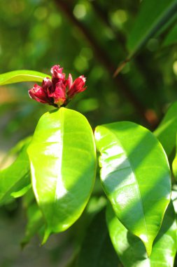 kırmızı çiçekler.