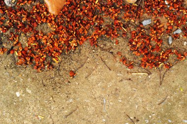 yaprakları - kurutulmuş çiçek yaprakları.