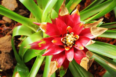 bromeliad çiçekler
