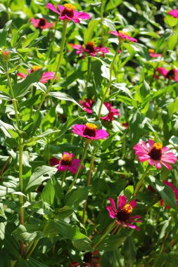 pembe zinnia.