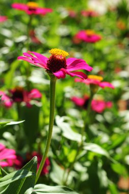 pembe zinnia.