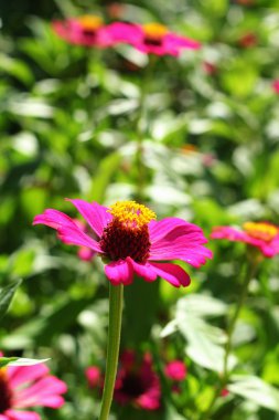 pembe zinnia.