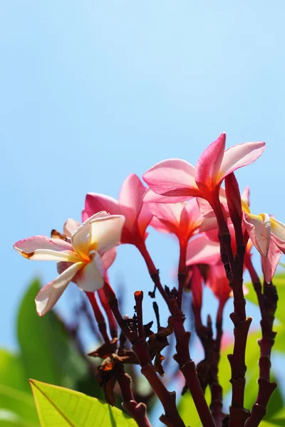Frangipani blomma - rosa blomma — Stockfoto