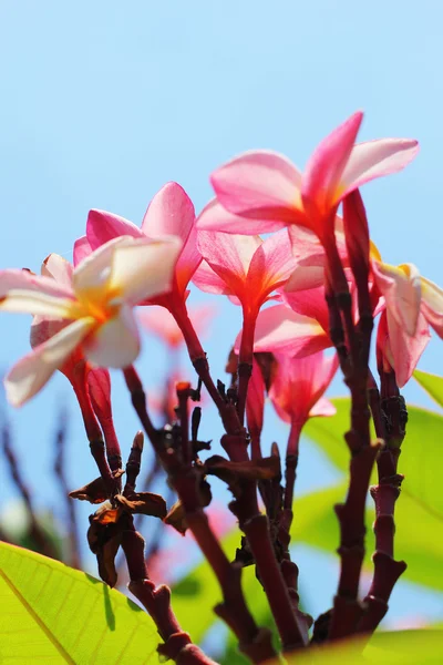 Flor de Frangipani - flor rosa — Fotografia de Stock